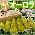 ”オーロラ” 秀品 12〜16玉前後 約5kg 産地厳選 洋梨【予約 9月以降】 送料無料