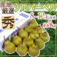”シルバーベル” 秀品 8～12玉前後 約5kg 産地厳選 洋梨【予約 12月以降】 送料無料