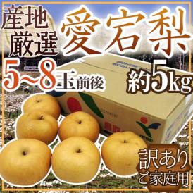”愛宕梨” 訳あり 大玉5～8玉前後 約5kg 産地厳選 あたご梨【予約 11月末以降】 送料無料