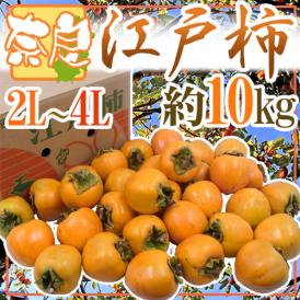 奈良県西吉野 干し柿・吊るし柿用 ”渋柿 江戸柿” 大玉2L～4L 約10kg【予約 11月以降】 送料無料
