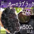 ”岡山産 オーロラブラック” 大房 約500g以上 ぶどう【予約 9月以降】
