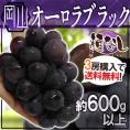 ”岡山産 オーロラブラック” 大房 約600g以上 ぶどう《3房購入で送料無料》【予約 9月以降】