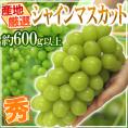 ”シャインマスカット” 秀品 大房 約600g以上 産地厳選《3房購入で送料無料》【予約 8月下旬以降】