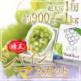 岡山産 ”シャインマスカット「晴王」” 超大房 1房 約900g～1kg 化粧箱 ぶどう【予約 7月下旬以降】 送料無料