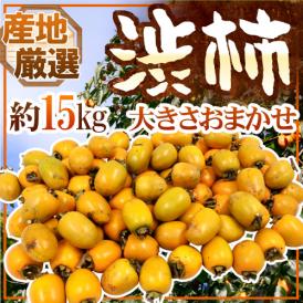 干し柿・吊るし柿用 ”渋柿” 約15kg 大きさおまかせ 「愛宕柿」「大和柿」いずれかを旬な産地で♪【予約 11月中旬以降】 送料無料