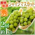 ”シャインマスカット” 秀品 2房 約1kg 産地厳選【予約 8月下旬以降】 送料無料