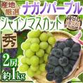 ”シャインマスカット＆ナガノパープル” 秀品 2房 合計約1kg 産地厳選 食べ比べ ぶどう【予約 9月以降】 送料無料
