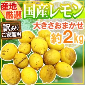 ”完熟国産レモン” 訳あり 約2kg 大きさおまかせ 産地厳選【予約 入荷次第発送】 送料無料