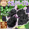 長野産 ”ナガノパープル” 秀品 3〜5房 約2kg ぶどう【予約 9月以降】[M1] 送料無料