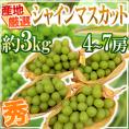 ”シャインマスカット” 秀品 4～7房 約3kg 産地厳選【予約 8月下旬以降】