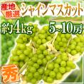 ”シャインマスカット” 秀品 5～10房 約4kg 産地厳選【予約 8月下旬以降】