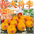 鹿児島産 ”デコポン 大将季” 青秀品 7～12玉 約3kg 産地化粧箱【予約 12月以降】 送料無料