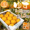 高知産 ”ゆず” 秀品 8～15玉 約1.5kg【予約 11月下旬以降】 送料無料