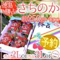 徳島県勝占産 ”さちのか” 2Lor3Lor大粒○ 約250g×4pc いちご【予約 12月以降】 送料無料