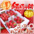 徳島産 ”紅ほっぺ” 大粒 2Lor3Lor大粒○ 約250g×4pc いちご【予約 12月以降】 送料無料