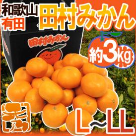 和歌山有田産 ”田村みかん” 秀品 L～LL 約3kg 化粧箱【予約 11月末以降】 送料無料