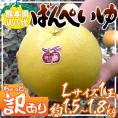 ”熊本県八代特産 晩白柚” ばんぺいゆ ちょっと訳あり Lサイズ 1玉 約1.5～1.8kg【予約 12月以降】