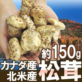 カナダ・北米産 ”松茸” 約150g 大きさおまかせ【予約 9月中下旬以降】