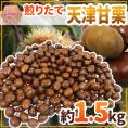 ”天津甘栗” 約1.5kg（約500g×3pc） こだわり産地限定！採れたて新栗♪焼きたて・炒りたてを詰めました！【予約 10月中旬以降】 送料無料