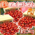 愛知県産 ”アイコトマト” 秀品 約3kg【予約 入荷次第発送】 送料無料