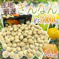 ”殻付き銀杏” 約500g 2Lサイズ以上 金兵衛・久寿（久治）藤九郎・栄神などの中から旬の品種をお届け！産地厳選【予約 入荷次第発送】