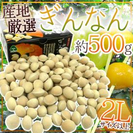 ”殻付き銀杏” 約500g 2Lサイズ以上 金兵衛・久寿（久治）藤九郎・栄神などの中から旬の品種をお届け！産地厳選【予約 入荷次第発送】