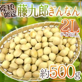 ”藤九郎銀杏” 約500g 2Lサイズ以上 産地厳選【予約 入荷次第発送】
