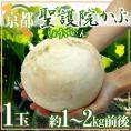 ”京都府 聖護院かぶら” 1玉 約1～2kg前後【予約 11月下旬以降】
