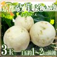 ”京都府 聖護院かぶら” 3玉（1玉重量約1～2kg前後）【予約 11月下旬以降】 送料無料