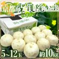 京都府 ”聖護院かぶら” 5～12玉 約10kg【予約 11月下旬以降】 送料無料