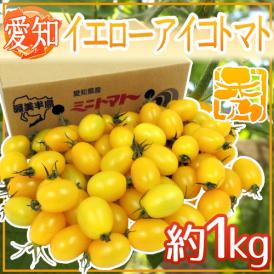 愛知県産 ”イエローアイコトマト” 秀品 約1kg【予約 入荷次第発送】