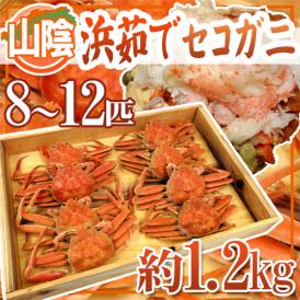 山陰産 ”浜茹でセコガニ” 8～12匹前後 約1.2kg【予約 11月下旬以降】 送料無料