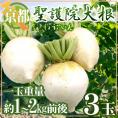 ”京都府 聖護院大根” 3玉（1玉重量約1～2kg前後）【予約 11月下旬以降】 送料無料