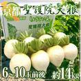 京都府 ”聖護院大根” 6～10玉前後 約14kg【予約 11月下旬以降】 送料無料