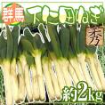 ”群馬県 下仁田ネギ” 8〜20本前後 約2kg 殿様ねぎ【予約 11月中下旬以降】 送料無料