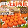 鳥取産 ”花御所柿” 訳あり 16～24玉 風袋込約5kg【予約 12月以降】 送料無料