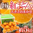 愛媛産 ”紅まどんな” 約5kg 大きさおまかせ ご家庭用【予約 12月以降】 送料無料