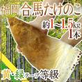 ”福岡 合馬産 たけのこ” 1本 約1～1.5kg 等級 黄 緑【予約 3月下旬以降】
