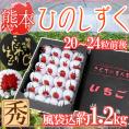 熊本県産 糖蜜使用のこだわりいちご ”ひのしずく きくちのまんま” 大粒22～30粒前後 風袋込1.2kg 化粧箱【予約 1月中旬以降】 送料無料
