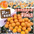 大分産 新品種 ”サンセレブ” 訳あり 約5kg 大きさおまかせ【予約 12月以降】 送料無料