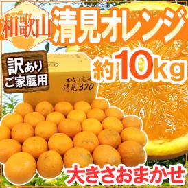 和歌山産 ”清見オレンジ” 訳あり 約10kg 大きさおまかせ【予約 3月以降】 送料無料