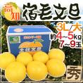 高知産 土佐文旦 ”宿毛文旦” 秀品 3L～大サイズ 約4～5kg 産地箱【予約 2月以降】 送料無料