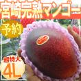 ”宮崎完熟マンゴー” 秀品 4Lサイズ限定《3玉購入で送料無料！4玉購入で1玉おまけ》 宮崎マンゴー【予約 5月下旬以降】