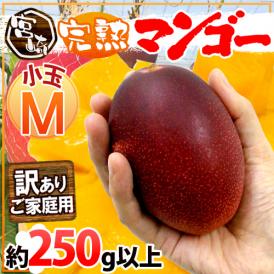 トロ～リ濃厚、宮崎マンゴー♪高級フルーツをお手頃価格で！