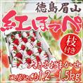 徳島県 眉山産 ”枝付き紅ほっぺ” 約1.2～1.5kg（風袋込） 大きさおまかせ いちご【予約 1月以降】 送料無料