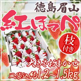 徳島県 眉山産 ”枝付き紅ほっぺ” 約1.2～1.5kg（風袋込） 大きさおまかせ いちご【予約 1月以降】 送料無料