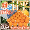 愛媛産 ”甘平” ちょっと訳あり 約5kg 大きさおまかせ【予約 1月中旬以降】 送料無料