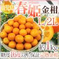 ”鹿児島県 完熟きんかん 春姫” L/2Lサイズ 約1kg 糖度16度以上【予約 2月下旬以降】