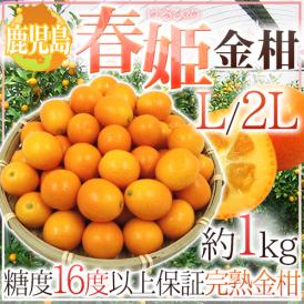 ”鹿児島県 完熟きんかん 春姫” L/2Lサイズ 約1kg 糖度16度以上【予約 2月下旬以降】