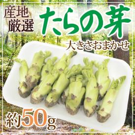 ”たらの芽（タラノメ）” 約50g 大きさおまかせ 山菜【予約 2月以降】